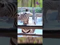 Download Lagu jadi gini suara zebra⁉️😱 #short #hewan #suarahewan #jenishewan