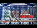 Download Lagu Burung Ciblek SEMI Gacor NGEBREN Untuk Pancingan Ciblek dan MASTERAN BURUNG Kesayangan Anda