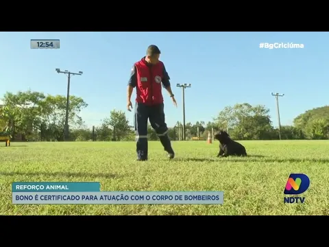 Bono é o novo cão ativo para buscas do Corpo de Bombeiros de Santa Catarina