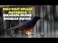 Download Lagu Sebelumnya murai batu sulit keluar materinya tapi sekarang mudah keluar materinya 
