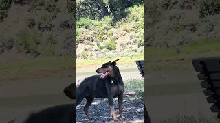 .. #dream #fyp #pets #doberman #fypシ