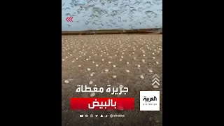 مشاهد مدهشة لبيض طيور النورس يغطي جزيرة ك ب ر الكويتية 