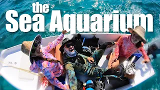 SEA AQUARIUM: The Exumas Best SCUBA Diving Spot? | Sailboat Story 246