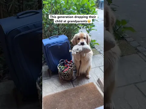 Grandpa, do your thing…😉 #mansbestfriend #goldenretriever #dropoff