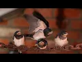 Barn Swallows First Flights Discover Wildlife Robert E Fuller