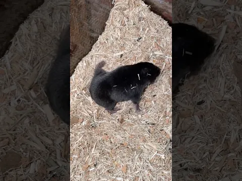 Видео в профиле 🙏🏻