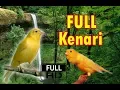 Download Lagu Masteran Kenari Suara JERNIH HD Masteran Burung Gacoan Murai Batu