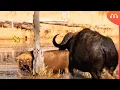Download Lagu DE LEEUW HAD SPIJT TOEN HIJ DE BUFFALO ALLEEN AANVALLDE
