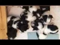 Havanese Puppies in Florida