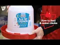 How to Feed and Water Your Chicks Tractor Supply Co
