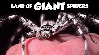 EVERY Spider in Your Backyard in AUSTRALIA