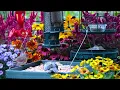 🔴LIVE Peaceful Fall Cottage Bird Feeder: Song Birds, Cardinals, Nature Sounds, Sleep, Cat TV