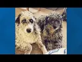 Michigan family still looking for lost dog after other dog found with gunshot wound