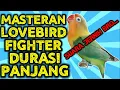 Download Lagu MASTERAN LOVEBIRD FIGHTER DURASI PANJANG |
