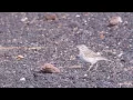 Download Lagu Berthelot's Pipit / Kanaripipplerke (Anthus berthelotii)