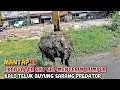 Download Lagu MANTAP‼️EXCAVATOR SAT SET MENGERUK LUMPUR KALI TELUK BUYUNG SARANG PREDATOR
