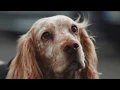Sniffing Out the Best Used Car Deal CarGurus UK