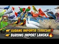 Lagu SIDAK ‼️GUDANG IMPORTIR BURUNG LANGKA TERBESAR BERNILAI MILYARAN DI PASAR PRAMUKA