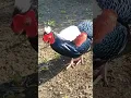 Download Lagu Sempidan Formosa (Lophura Swinhoii) - Swinhoi Pheasant - Ayam  endemik Taiwan