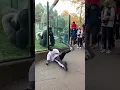 Hilarious Zoo Moment: Gorilla Copies Dancer's Swagger