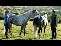 Download Lagu Zijn deze paarden gewoon beste vrienden geworden?