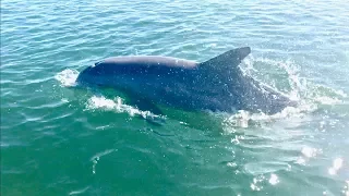 INSANE Sea Life In The Florida Keys