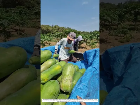 Papaya Loading Process: Maintaining Fruit Quality from Orchard to Vehicle