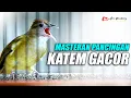 Download Lagu KAPAS TEMBAK GACOR MATERI MEWAH BUAT MASTERAN DAN PANCINGAN