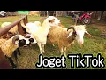 Download Lagu Anak Kambing Joget - Disini Senang Disana Senang