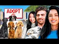 Adopting Puppies