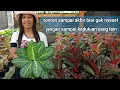 Download Lagu Promo Aglonema Terbaru di Kios Bunga Mbak Retno