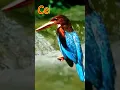 Download Lagu Suara burung Cekakak Belukar