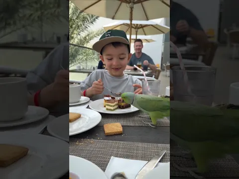 Parrot can eat Cake 🎂?