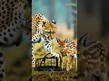 Download Lagu Will the leopard escape the trap and get the antelope🦌🐆 Tendua bachega... ya hiran paayega? #leopard