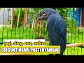 Download Lagu SRIGUNTING ABU ABU GACOR NGAMUK MENCARI LAWAN Paling Ampuh Bikin Srigunting Bahan IKUT GACOR