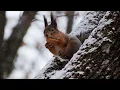 Wildlife - 5120 x 1440