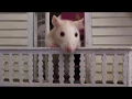 Download Lagu Sunny The Rat Is A Hero - Starring Sunny the Rat - Parry Gripp
