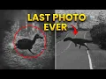 28 Last Photos of Extinct Animals Full Series