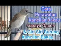 Download Lagu CARA💯 PERAWATAN BURUNG KANCILAN BAKAU SUPAYA CEPET  GACOR