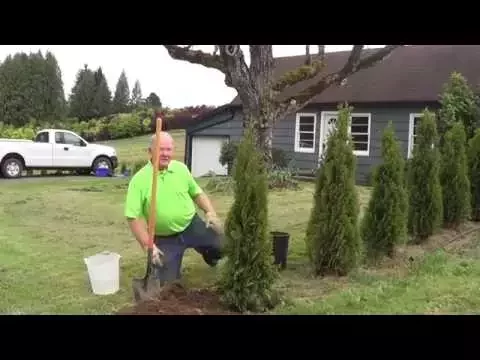 Download MP3 How to Plant a Conifer