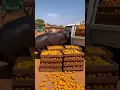Hippo Hijacks Mango Truck!
