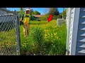The Yard That Gave EVERY Neighbor 1000 Dandelions For FREE