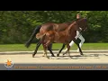 Try Once vh Gerendal Z (Tangelo van de Zuuthoeve x George Z) – www.prinsjesdag.eu