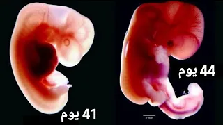 فيديو خلق الانسان كامل لمراحل تكوين الجنين من الاسبوع الاول حتي الولادة الطبيعية رحلة 3D دروس طبية 