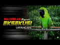 Lagu 🔴EKSEKUSI LAPANGAN‼️CUCAK IJO GACOR NGENTROK FULL TEMBAKAN NGERI..