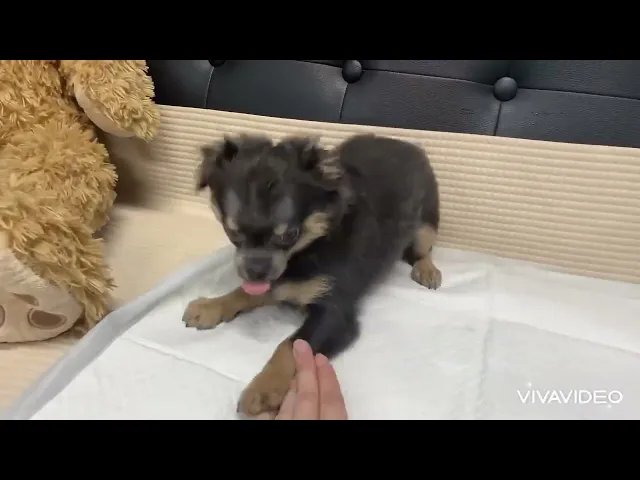 動画
