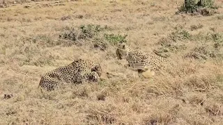 CHEETAHS STRUGGLING TO PULL DOWN AN IMPALA
