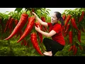 Download Lagu Pemanenan Cabai \u0026 Nangka Jeruk – Tapi Salah Satunya Mengeluarkan Suara Aneh! | Maia Daily Life