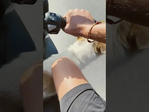 Подсел на светофоре 🐶