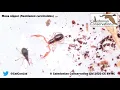 Download Lagu Moss Nipper Pseudoscorpion (Neobisium carcinoides)
